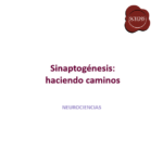 Placa_Sinaptogenesis_v2 - PowerPoint 17_4_2026 12_38_35